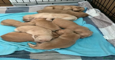 Golden Retriever dogs - Advert 3