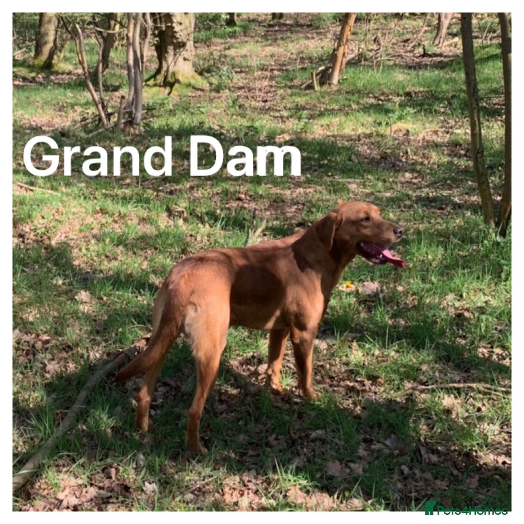 Labrador Retriever dogs for sale: Beautiful KC pups, health tested & superb lineage - Advert 21