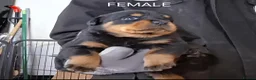 Rottweiler dogs for sale: Rottwiler puppies  - Advert 10