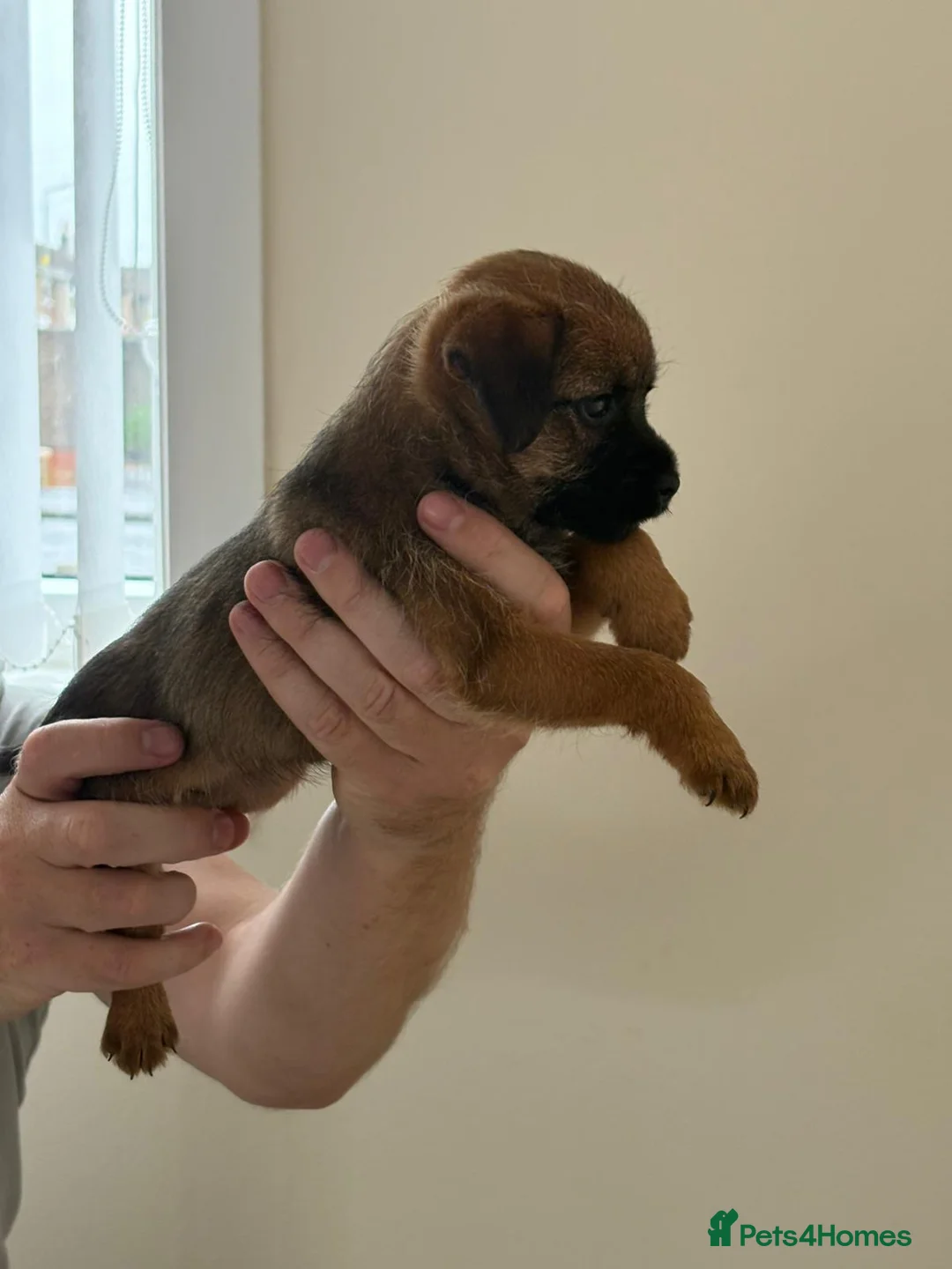Border Terrier dogs for sale: 5 border terrier puppys  in Kilmarnock - Advert 9