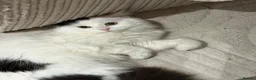 Mixed Breed cats for sale: Casper 1 year and one month old male in Chatham - Advert 2