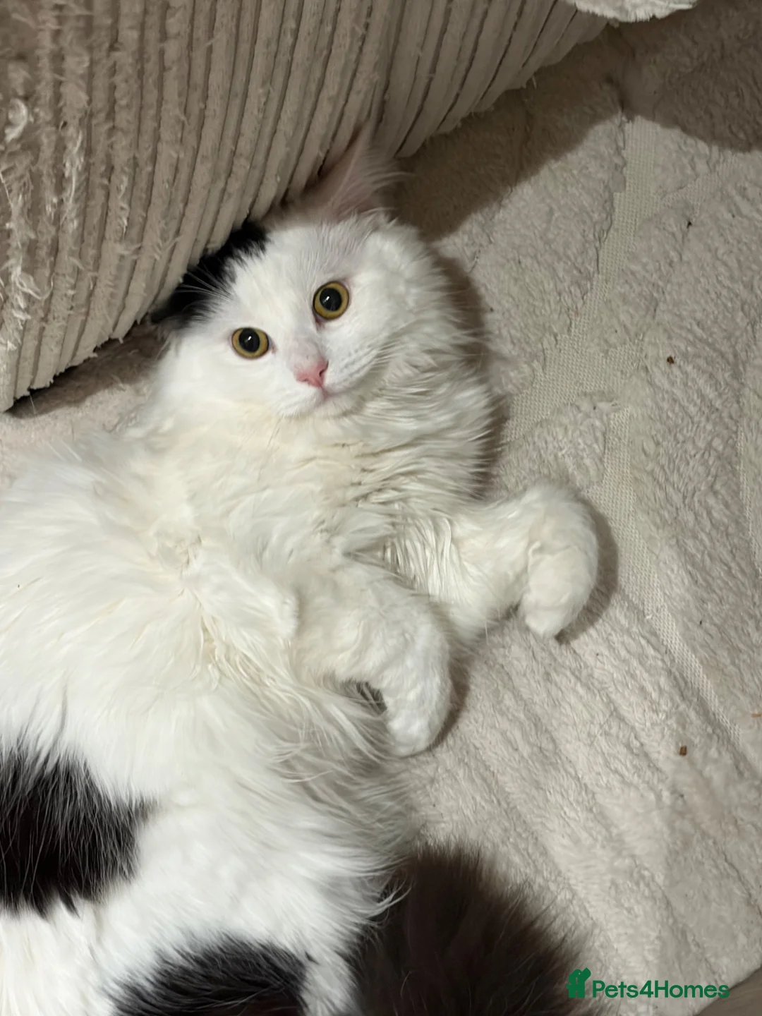 Mixed Breed cats for sale: Casper 1 year and one month old male in Chatham - Advert 2