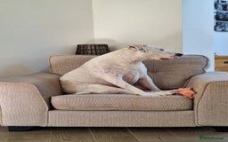 American Bulldog dogs for sale: Sweet boy - Image 6