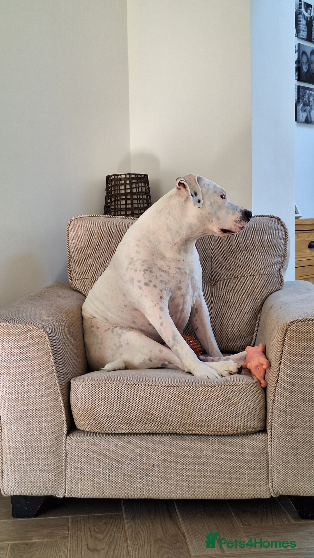 American Bulldog dogs for sale: Sweet boy - Image 6