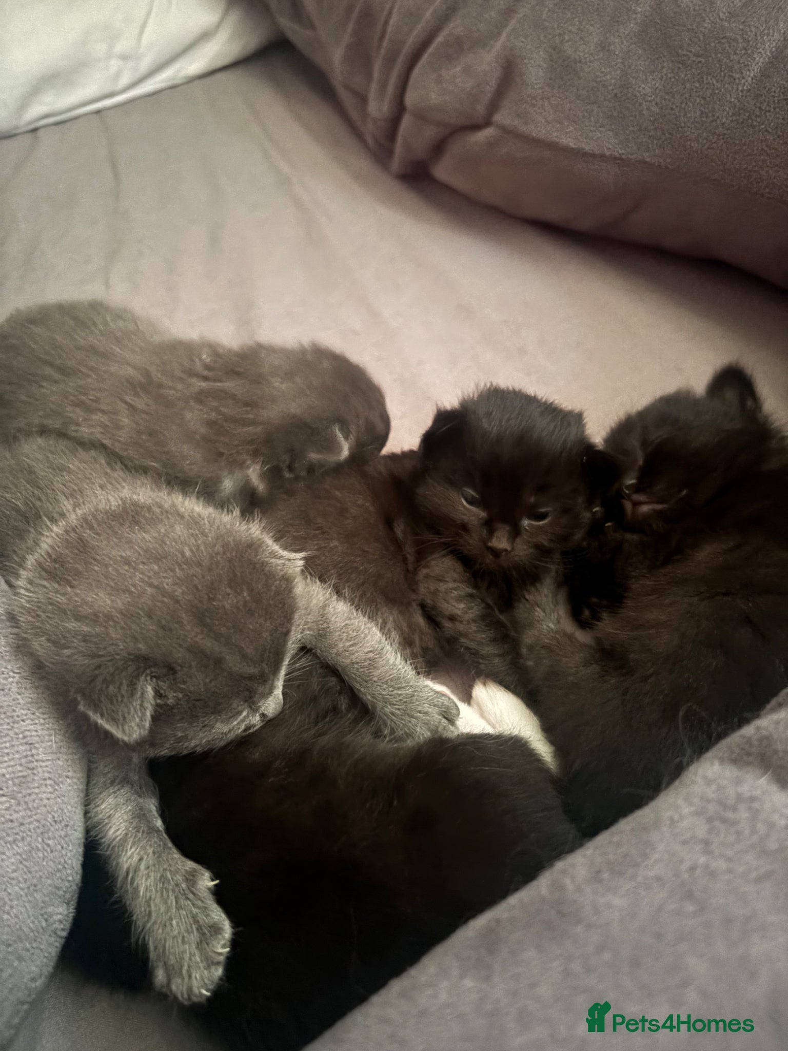 Ragdoll cats 5 beautiful Ragdoll X kittens - Advert 1