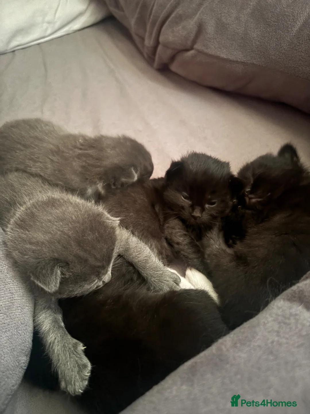 Ragdoll cats for sale: 5 beautiful Ragdoll X kittens - Advert 1