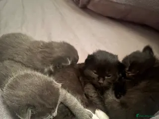 Ragdoll cats 5 beautiful Ragdoll X kittens - Advert 1