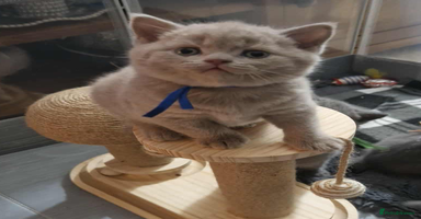 British Shorthair cats  Gccf British shorthair kittens champion lines 🏆 - Advert 2