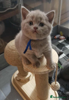 British Shorthair cats Gccf British shorthair kittens champion lines 🏆 - Advert 2