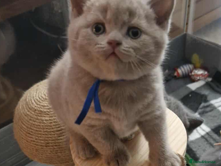 British Shorthair cats Gccf British shorthair kittens champion lines 🏆 - Advert 10