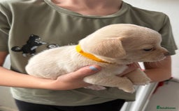Pomchi dogs for sale: Beautiful Pomchi puppies  - Image 10