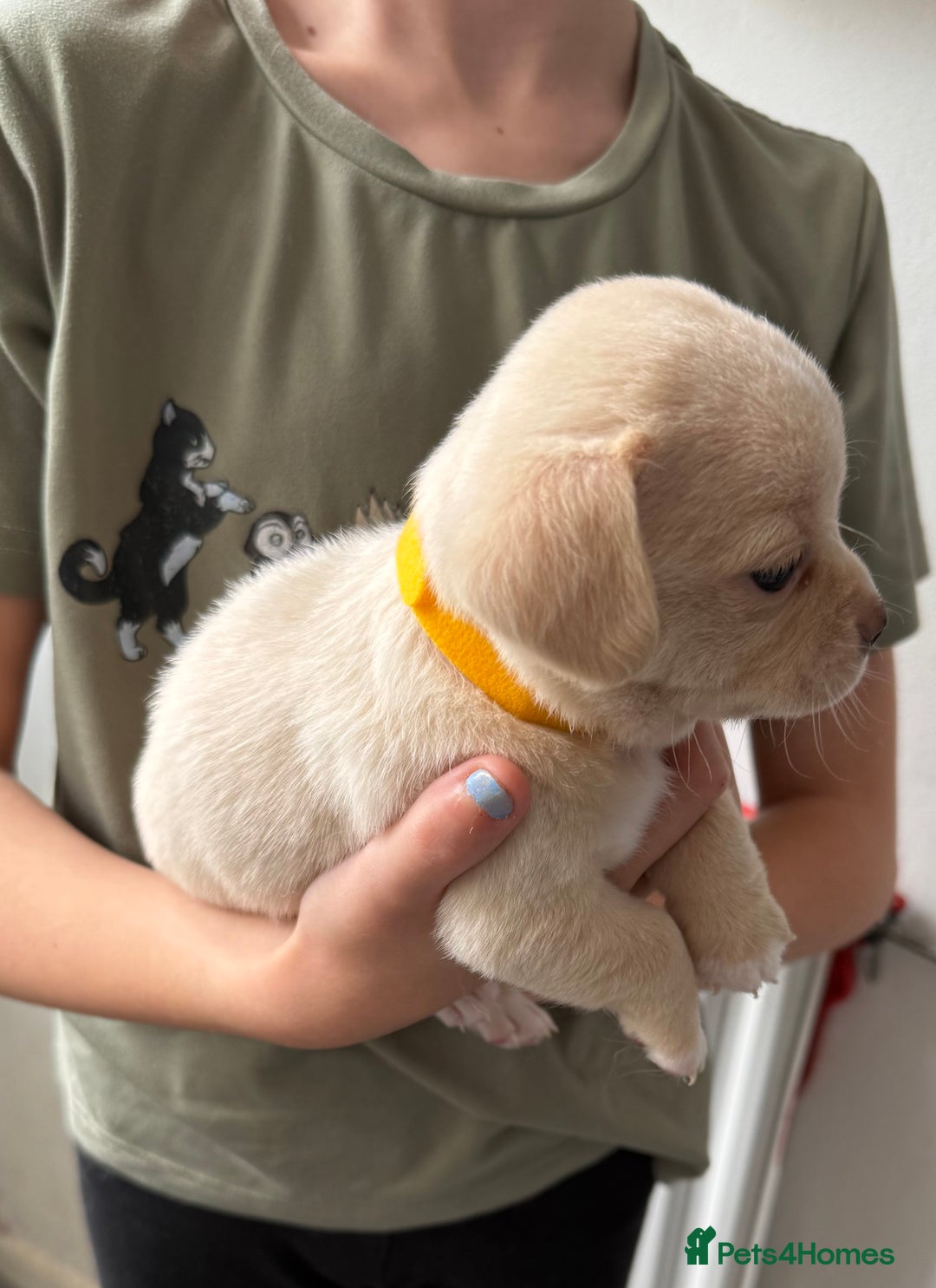 Pomchi dogs for sale: Beautiful Pomchi puppies  - Image 10