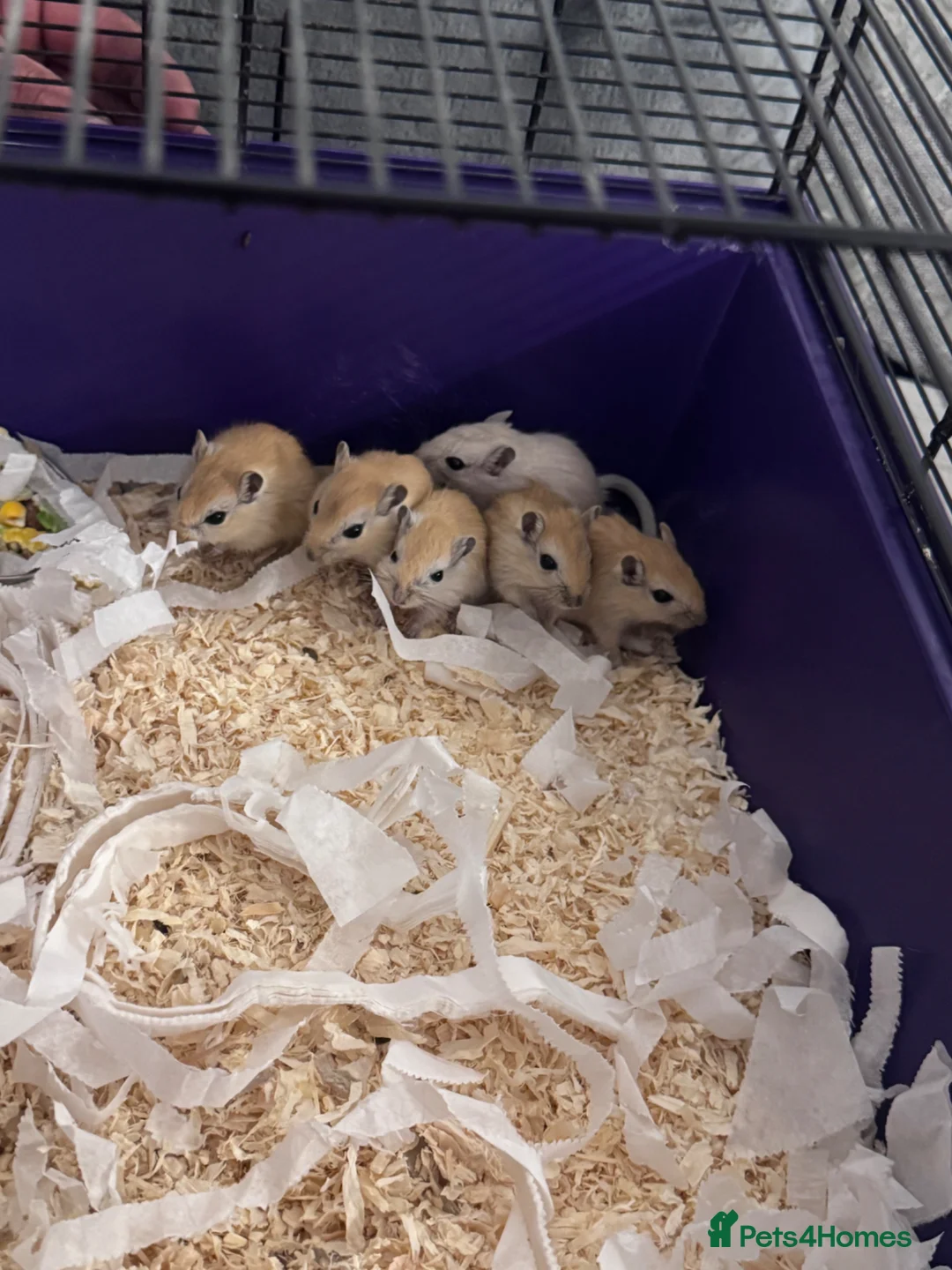 Gerbil rodents for sale: 5 x gerbils  - Advert 1