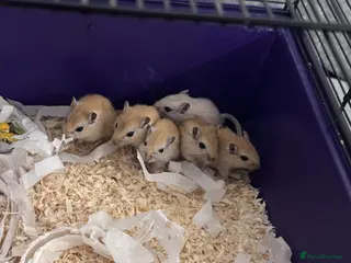 Gerbil rodents 5 x gerbils - Advert 17