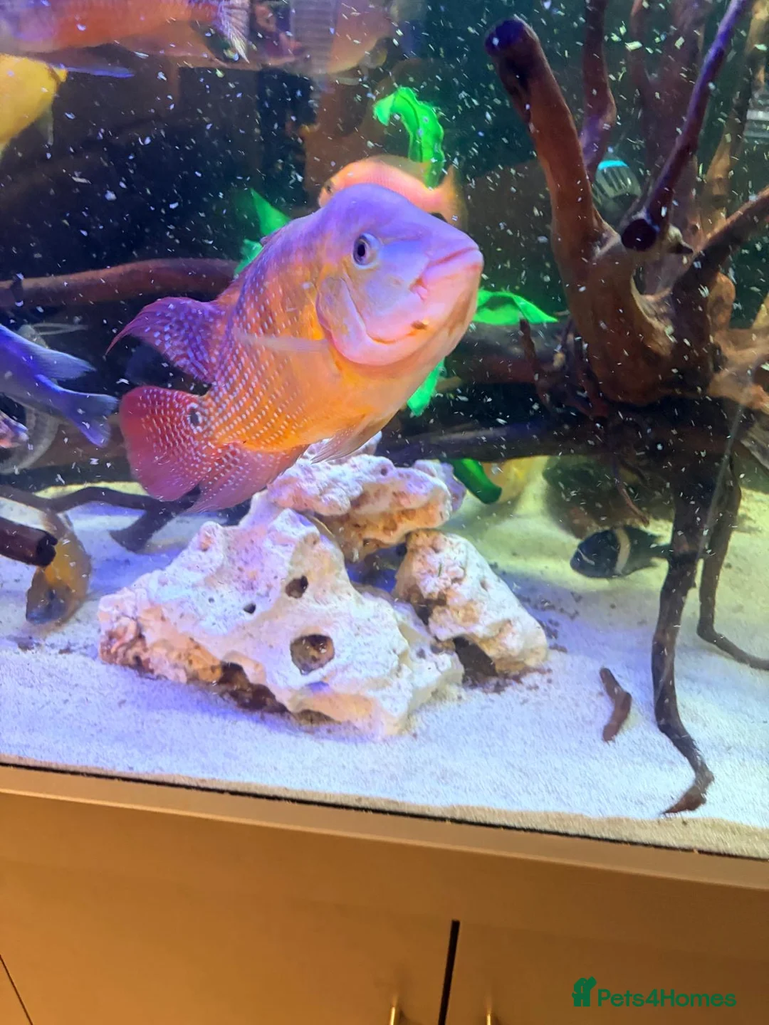 Cichlids fish for sale: Red Terror cichlid 20cm in Staines - Advert 2