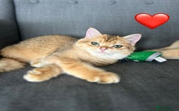 British Shorthair cats for sale: 💚❤️TICA British Shorthair 2 Kittens - Image 8