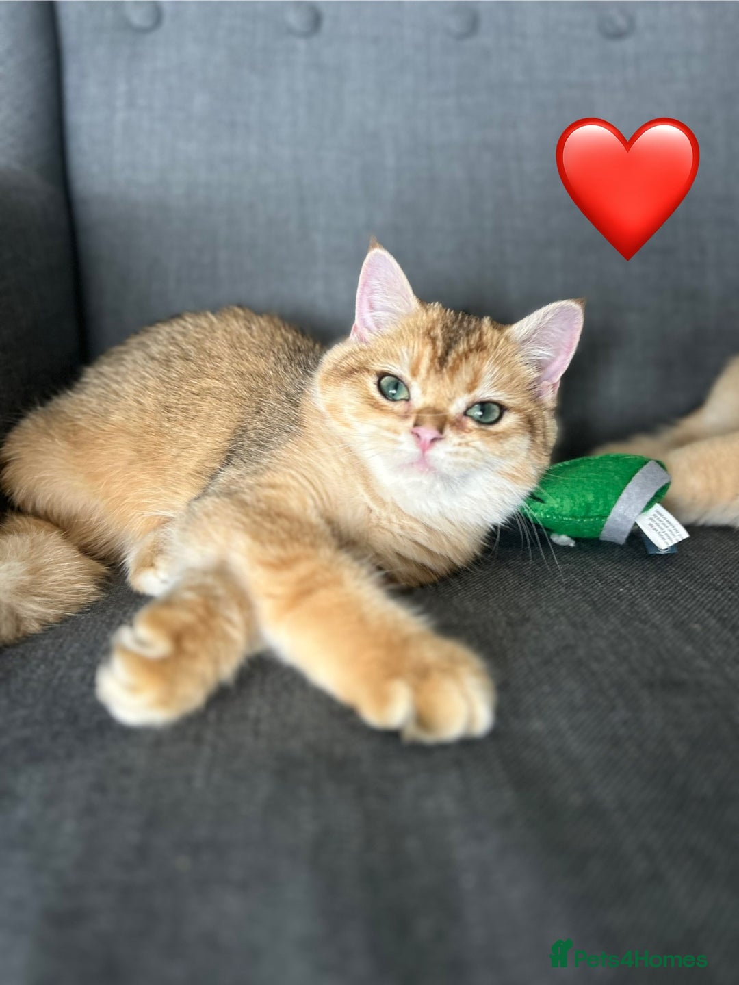 British Shorthair cats for sale: 💚❤️TICA British Shorthair 2 Kittens - Image 8