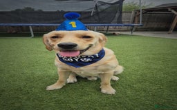 Goldador dogs for sale: 1 year old goldador male - Image 1