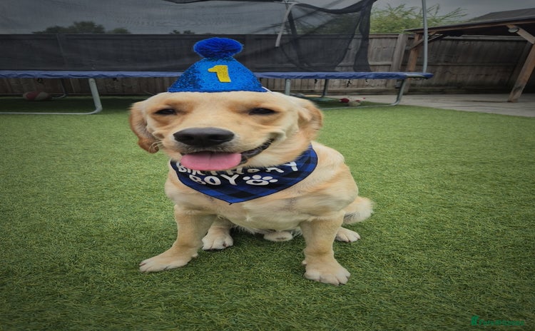 Goldador dogs - Advert 2