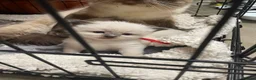 Ragdoll cats for sale: 3 Ragdoll kittens  in Knottingley - Advert 4
