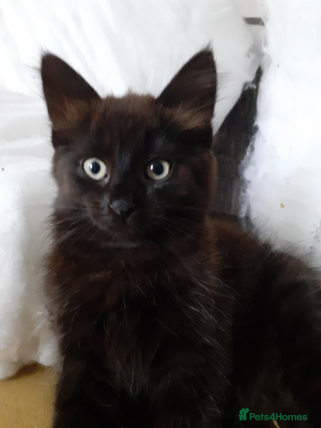 Mixed Breed cats for sale: 4 beautiful brown /black fluffy kittens for sale - Image 5