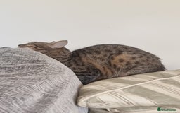 Mixed Breed cats for adoption: Hiyori & Ollie - beautiful pair - Image 13