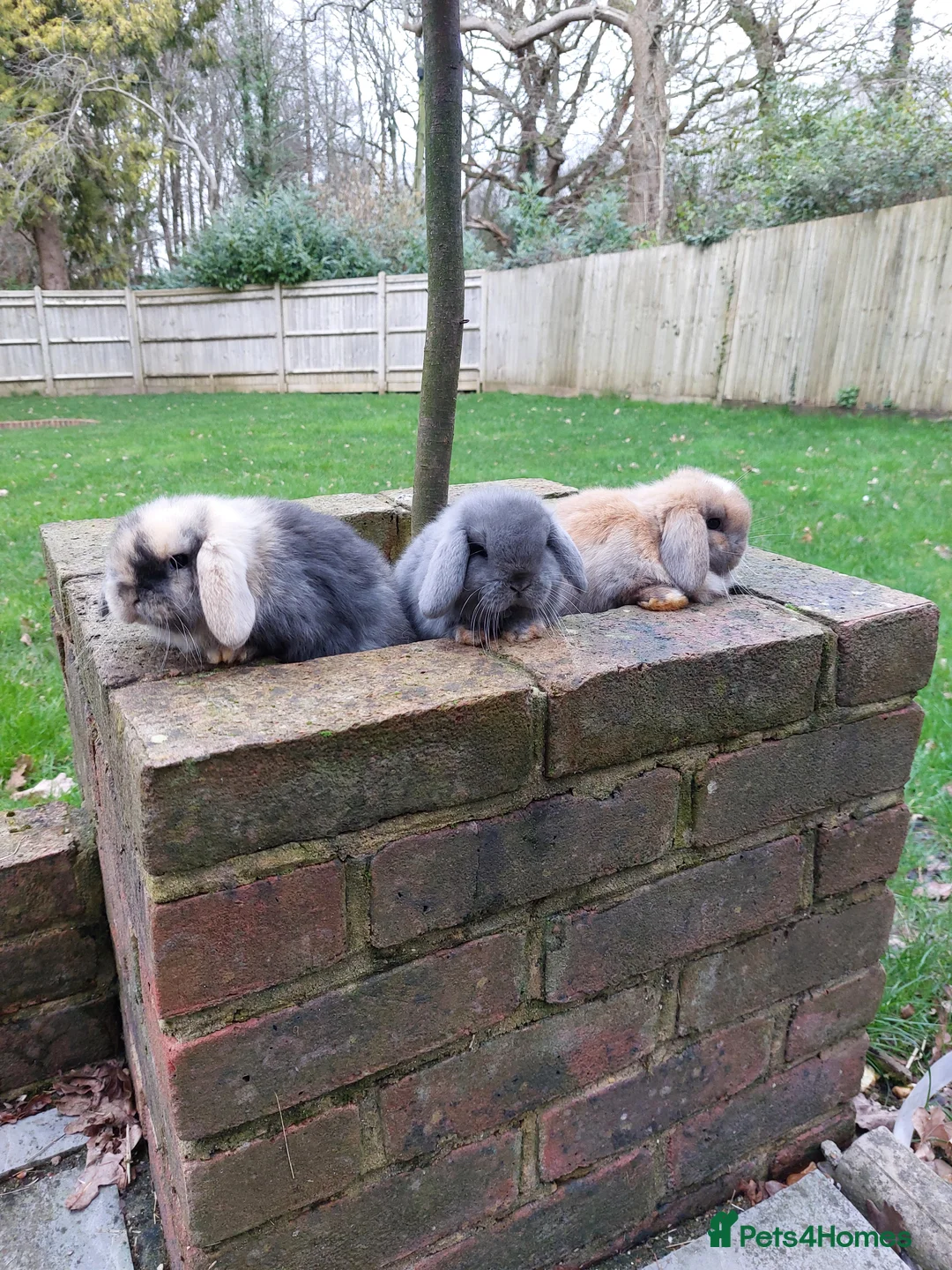 Mini Lop rabbits for sale: Baby Mini Lop *Last one in litter* - Advert 5