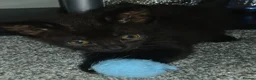 Mixed Breed cats for sale: Forever homes required in Gravesend - Advert 6