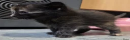 Mixed Breed cats for sale: Beautiful Fluffy Kittens Looking for Forever homes - Advert 10