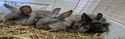Lionhead rabbits for sale: Lionhead x angora rabbits  - Advert 8