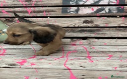 Miniature Dachshund dogs for sale: Stunning true to type KC Reg Miniature LH babies - Image 20