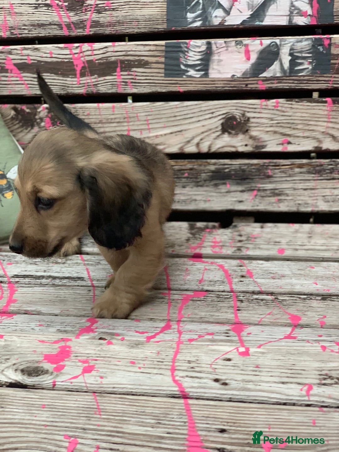 Miniature Dachshund dogs for sale: Stunning true to type KC Reg Miniature LH babies - Image 20