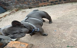 French Bulldog dogs for sale: Beautiful French BullDog - Image 4