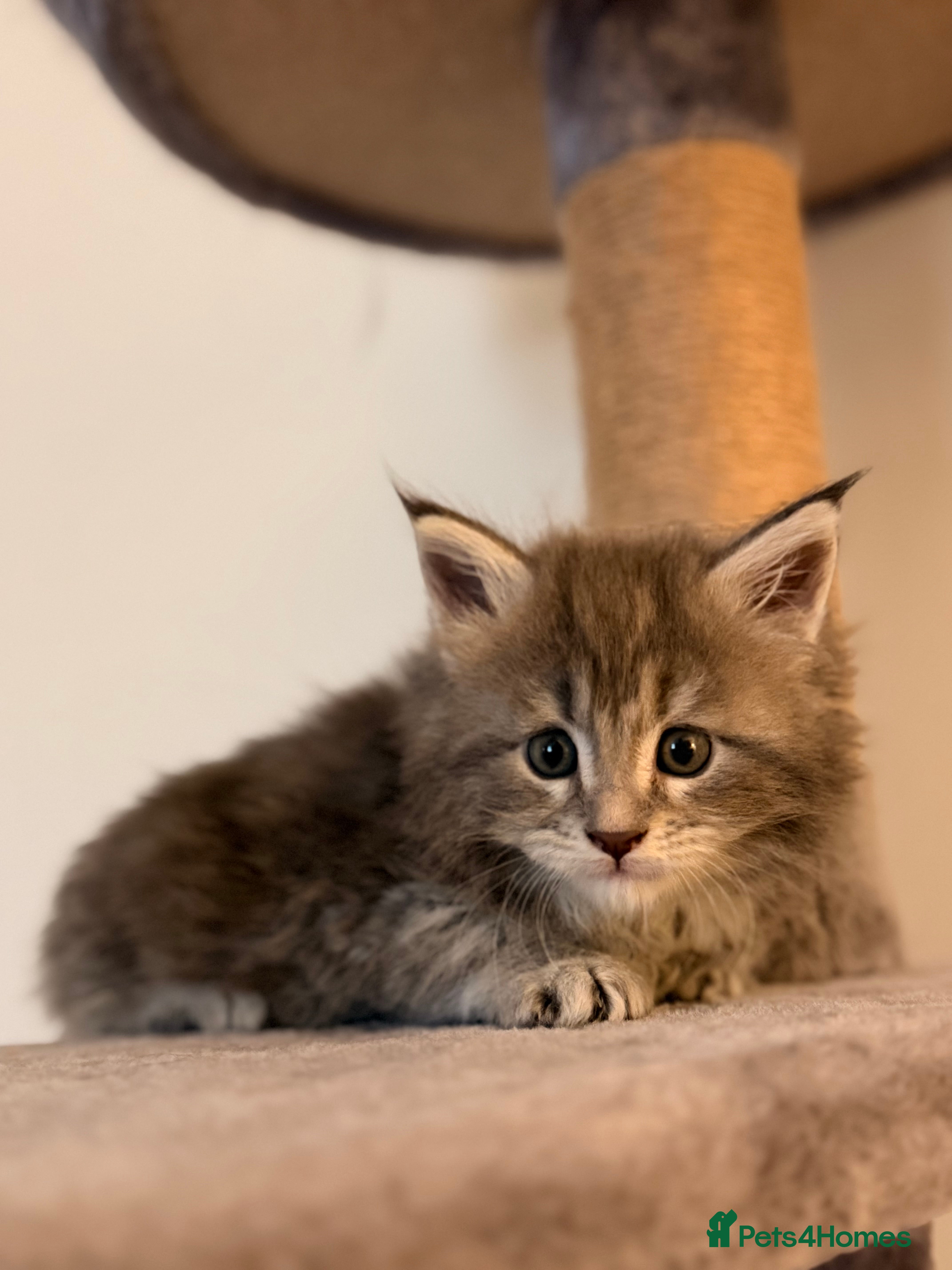 Maine Coon cats 🐾DNA CLEAR MAINE COON KITTENS🐾 🩷2 girls left) - Advert 9