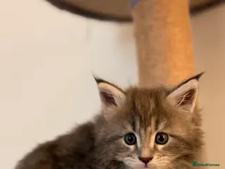 Maine Coon cats 🐾DNA CLEAR MAINE COON KITTENS🐾 🩷2 girls left) - Advert 9