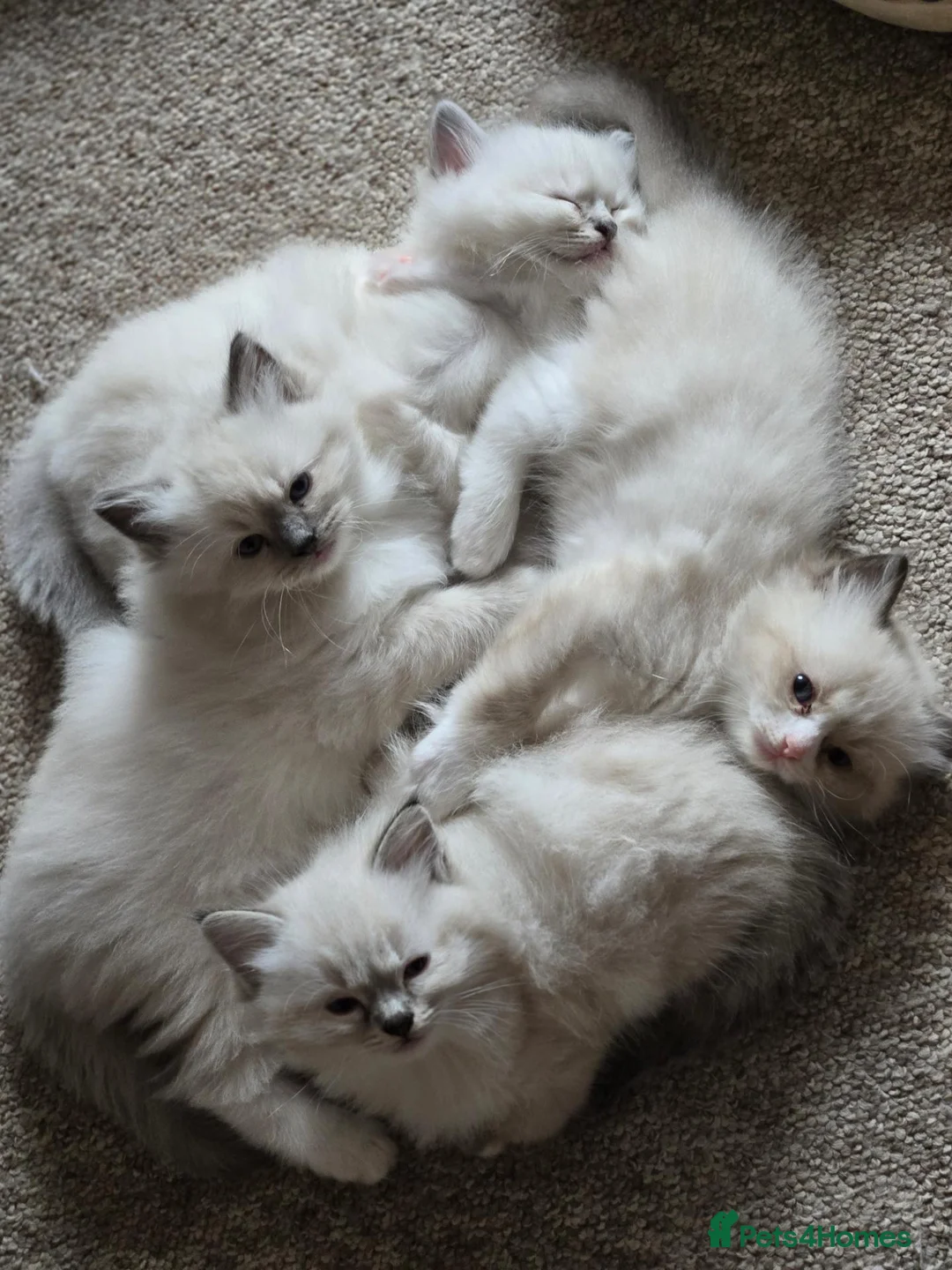 Ragdoll cats for sale: Four beautiful Ragdoll kittens in Somerton - Advert 1