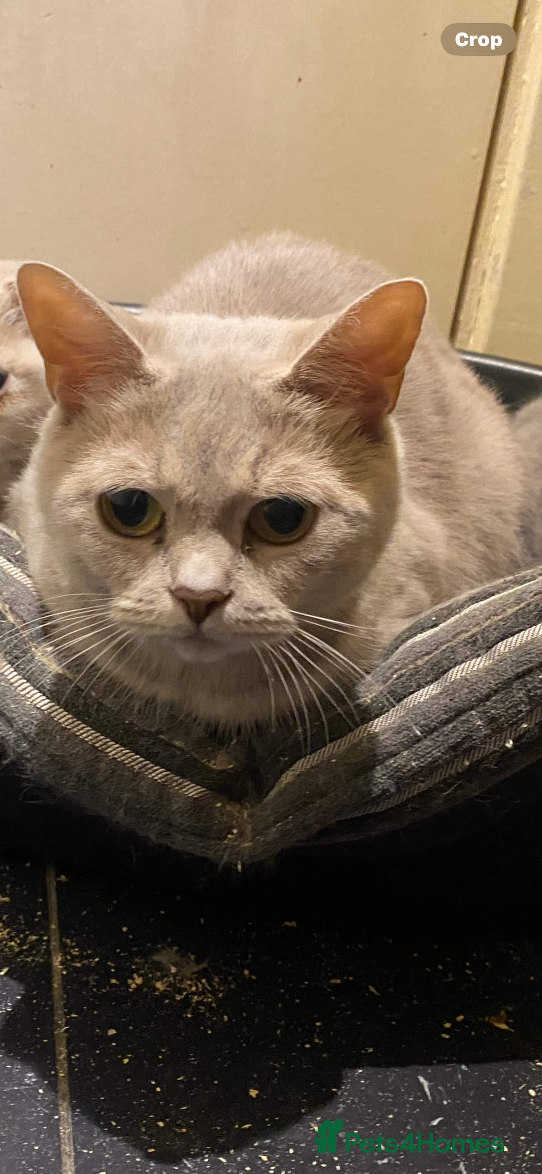Scottish Fold cats for sale: Free to good home Scottish fold per - Image 1
