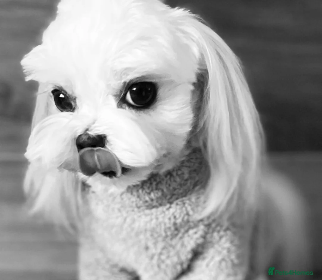 Maltese dogs for sale: Exceptional quality KC reg tiny Maltese  - Advert 6