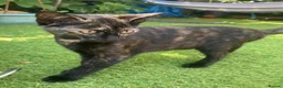 Mixed Breed cats for sale: Kitten  - Advert 1