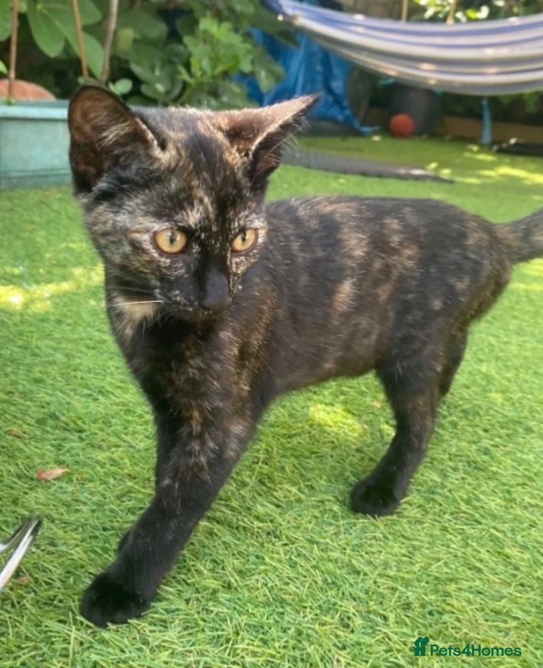 Mixed Breed cats for sale: Kitten  - Advert 1