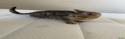 Mixed Breed cats for sale: Bengal x kittens  - Advert 4