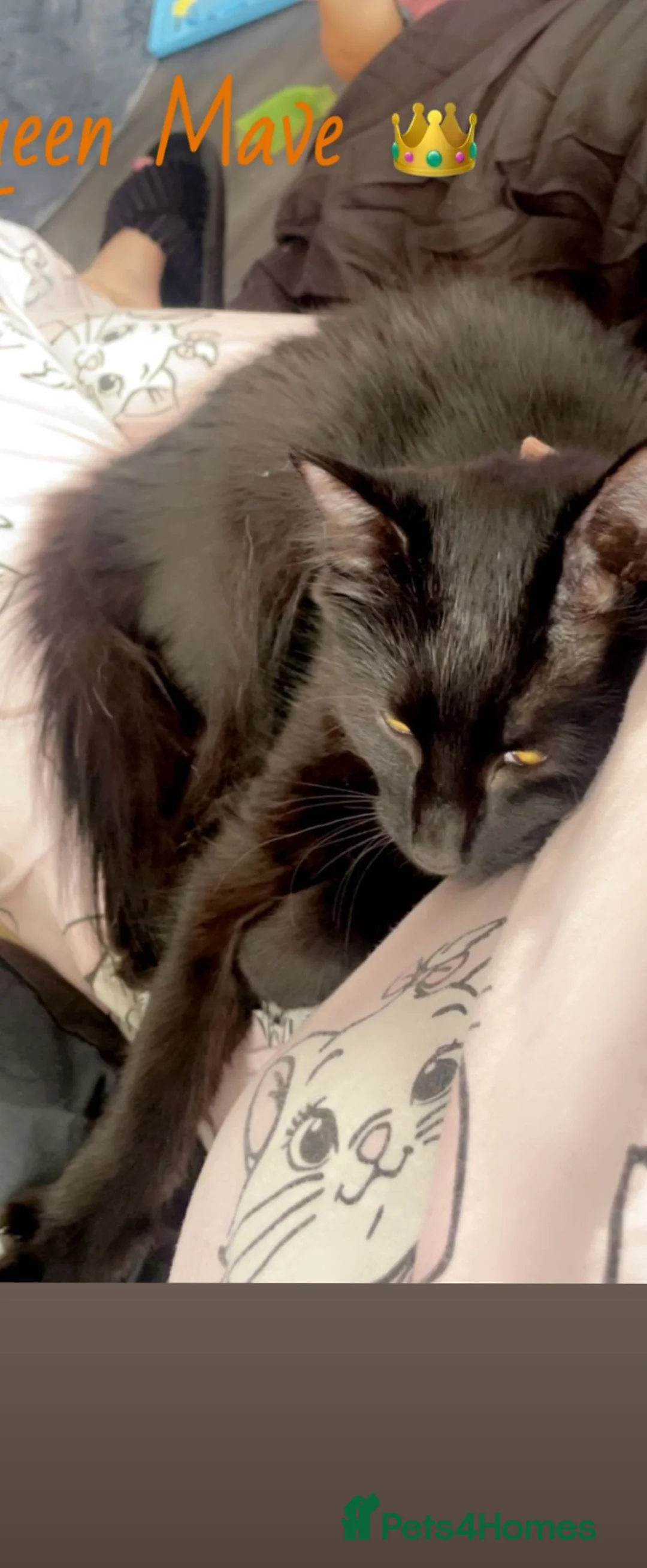 Norwegian Forest Cat cats for sale: Meet Mavis♡ - Advert 2