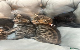 Bengal cats for sale: 5 bengal x tiger cubs for sale ragdoll x stunning - Image 4