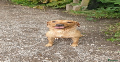 Labrador Retriever dogs READY NOW Stunning Fox red Labrador puppies - Advert 11