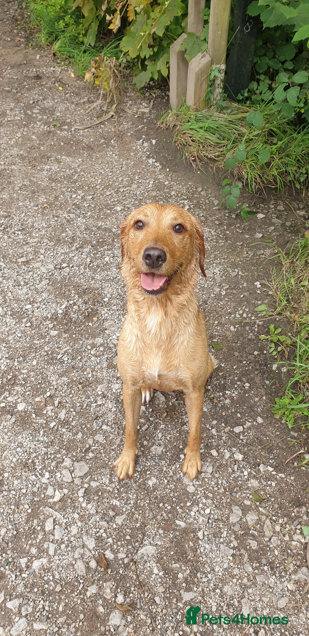 Labrador Retriever dogs for sale: Fox red Labrador - Image 21
