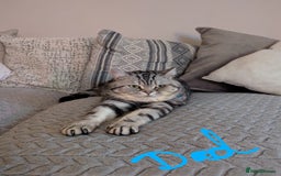 British Shorthair cats for sale: Gorgeous British shorthair silver Tabby  - Image 6