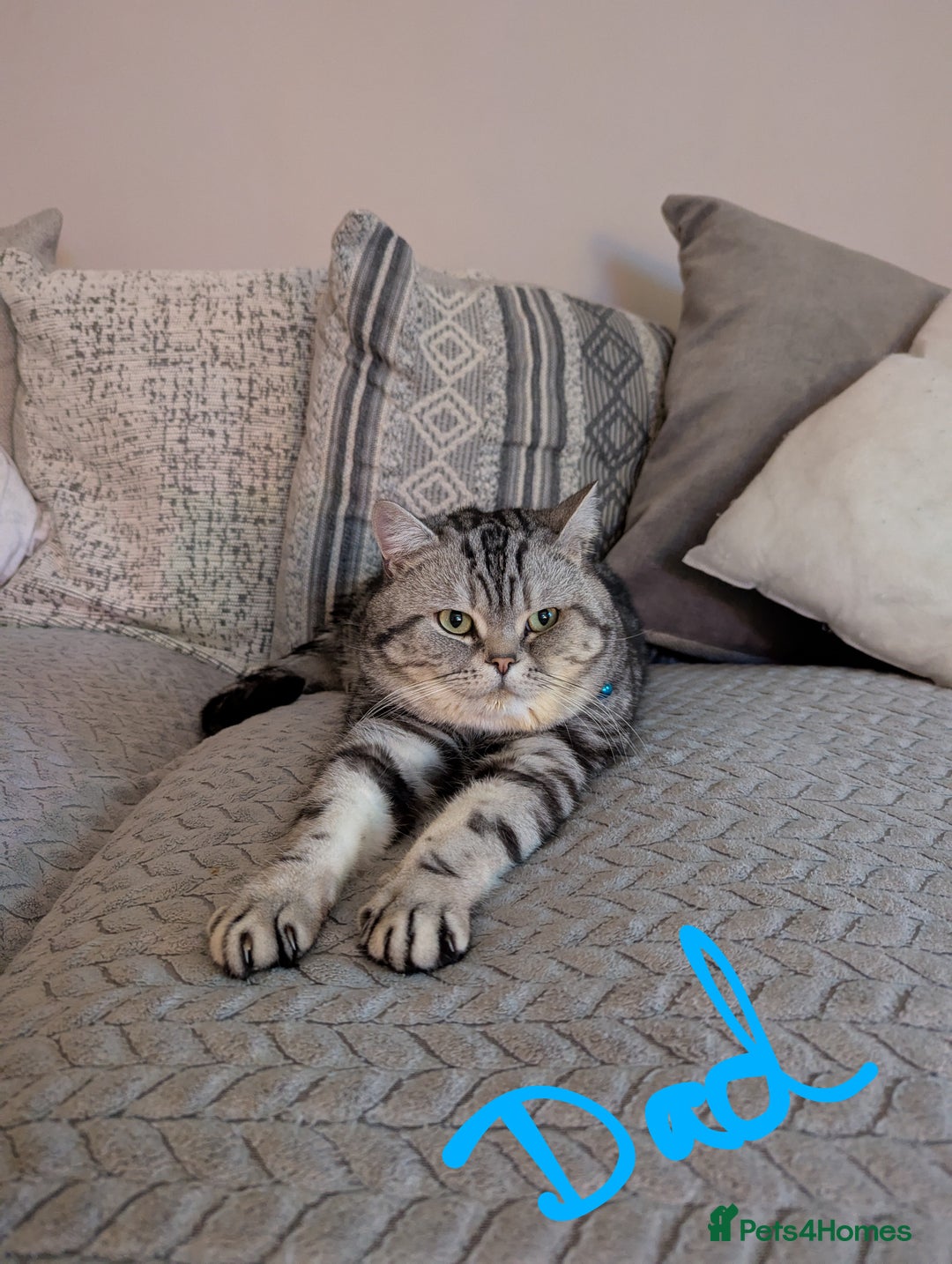 British Shorthair cats for sale: Gorgeous British shorthair silver Tabby  - Image 6