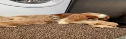 Cavapoo dogs for sale: F1 Cavapoo HEALTH TESTED  - Advert 11