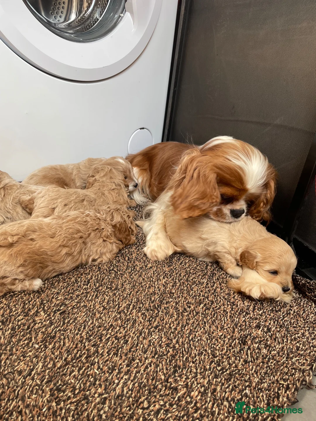 Cavapoo dogs for sale: F1 Cavapoo HEALTH TESTED  - Advert 11