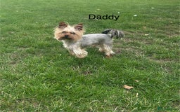 Yorkshire Terrier dogs for sale: Tiny Yorkshire Terriers - Image 9
